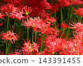Clusters of spider lilies in Kinchakuda after the rain 143391455