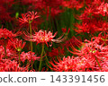 Clusters of spider lilies in Kinchakuda after the rain 143391456