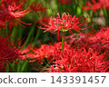 Clusters of spider lilies in the park after the rain. 143391457
