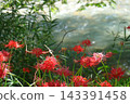 Koma River and red spider lilies 143391458