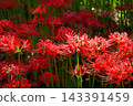 Clusters of spider lilies in the park after the rain. 143391459
