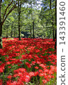 Kinchakuda Red Spider Lily Park after the rain 143391460