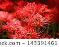 Clusters of spider lilies in the park after the rain. 143391461