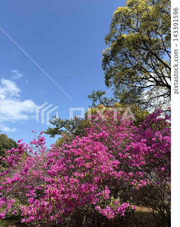 春光明媚的天空下,盛開著艷麗的杜鵑花,這是初夏的標誌。 春光明媚的天空下,盛開著艷麗的杜鵑花,這是初夏的標誌。 143391596