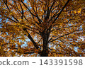 Trees and leaves that change color in autumn 143391598