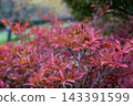 Trees and leaves that change color in autumn 143391599
