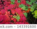 Trees and leaves that change color in autumn 143391600