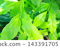 Foliage plant  143391705