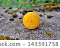 Fallen Bitter Orange With Blossom End On The Ground Fallen Bitter Orange With Blossom End On The Ground 143391738
