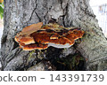 Shaggy Bracket Fungus In Rust Orange On Walnut Bark Shaggy Bracket Fungus In Rust Orange On Walnut Bark 143391739