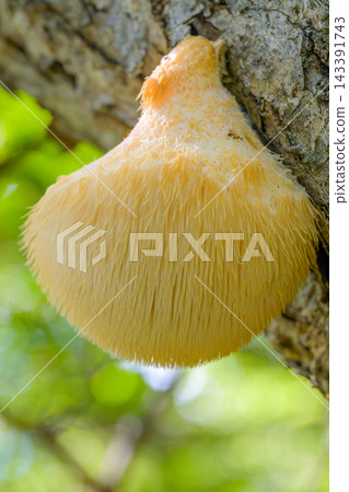 生長在樹上的野生猴頭菇（Hericium erinaceus）。 143391743