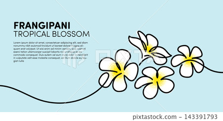 White flowers frangipani blossom single line art minimalism illustration decoration 143391793