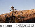 Majestic mountain peak at sunset with tall pine trees silhouette in foreground 143391812
