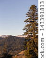 Beautiful mountain range with snow peaks and tall pine tree in golden sunset light 143391813
