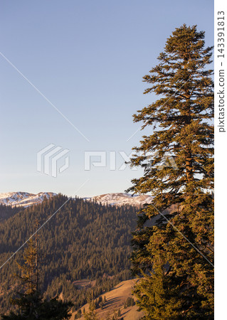 Beautiful mountain range with snow peaks and tall pine tree in golden sunset light Beautiful mountain range with snow peaks and tall pine tree in golden sunset light 143391813