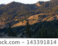 Scenic mountain hills with dense green pine forest in golden autumn sunset light 143391814