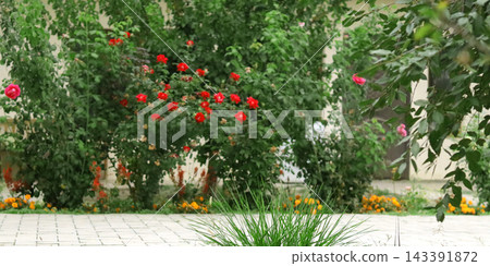 red roses in the garden 143391872