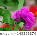 pink roses in the garden 143391874