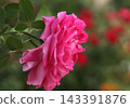 pink rose flower in a garden 143391876