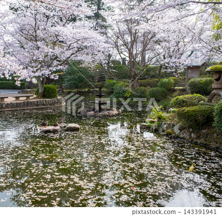 Sakura scenery of Utsubuki Park (Kurayoshi City) Sakura scenery of Utsubuki Park (Kurayoshi City) 143391941