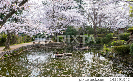 Sakura scenery of Utsubuki Park (Kurayoshi City) Sakura scenery of Utsubuki Park (Kurayoshi City) 143391942
