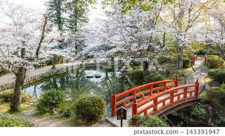 Sakura scenery of Utsubuki Park (Kurayoshi City) Sakura scenery of Utsubuki Park (Kurayoshi City) 143391947