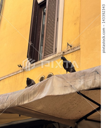 Two pigeons perched on a tent on a street corner in Milan. Two pigeons perched on a tent on a street corner in Milan. 143392343