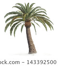 Perennial tree isolated on transparent background. 143392500