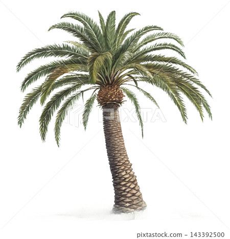 Perennial tree isolated on transparent background. Perennial tree isolated on transparent background. 143392500