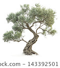 Perennial tree isolated on transparent background. 143392501