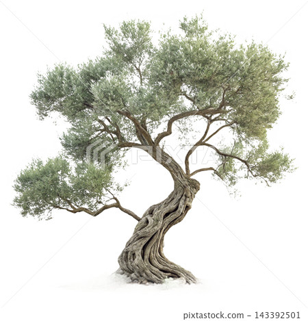 Perennial tree isolated on transparent background. Perennial tree isolated on transparent background. 143392501