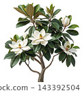 Perennial tree isolated on transparent background. 143392504