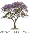 Perennial tree isolated on transparent background. 143392505