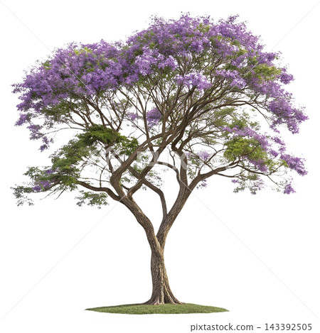 Perennial tree isolated on transparent background. Perennial tree isolated on transparent background. 143392505
