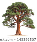 Perennial tree isolated on transparent background. 143392507