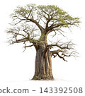 Perennial tree isolated on transparent background. 143392508