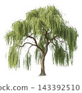 Perennial tree isolated on transparent background. 143392510