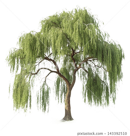 Perennial tree isolated on transparent background. Perennial tree isolated on transparent background. 143392510