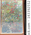 A picture window with a red camellia that looks like a painting. 143392552