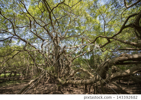 THAILAND NAKHON RATCHASIMA KHORAT CHALOEM PHRA KIAT BANYAN TREE THAILAND NAKHON RATCHASIMA KHORAT CHALOEM PHRA KIAT BANYAN TREE 143392682