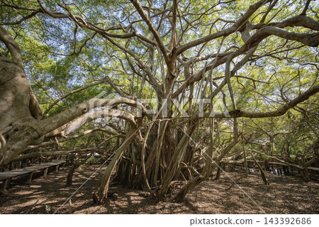 THAILAND NAKHON RATCHASIMA KHORAT CHALOEM PHRA KIAT BANYAN TREE THAILAND NAKHON RATCHASIMA KHORAT CHALOEM PHRA KIAT BANYAN TREE 143392686