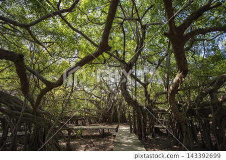 THAILAND NAKHON RATCHASIMA KHORAT CHALOEM PHRA KIAT BANYAN TREE THAILAND NAKHON RATCHASIMA KHORAT CHALOEM PHRA KIAT BANYAN TREE 143392699