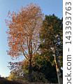 Autumn leaves illuminated by the sunset 143393763