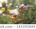 花田裡的黃色波斯菊和波斯菊 143393849