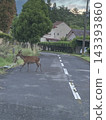Deer crossing the road 143393860