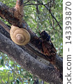 A snail and a cicada perched on a tree 143393870