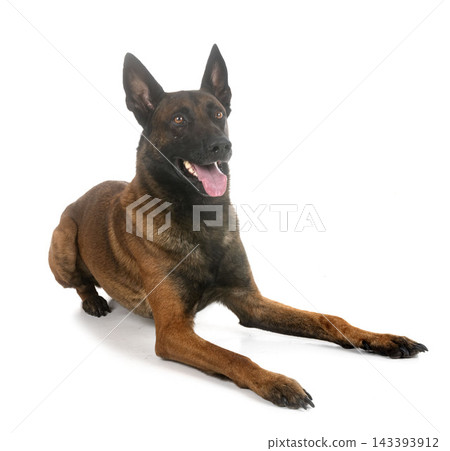 malinois in studio 143393912