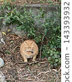 A chubby tabby cat giving a menacing glare. 143393932