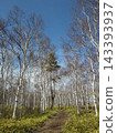 A walking trail through a birch forest under a blue sky 143393937