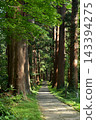 Cedar trees of Haguroyama 143394275